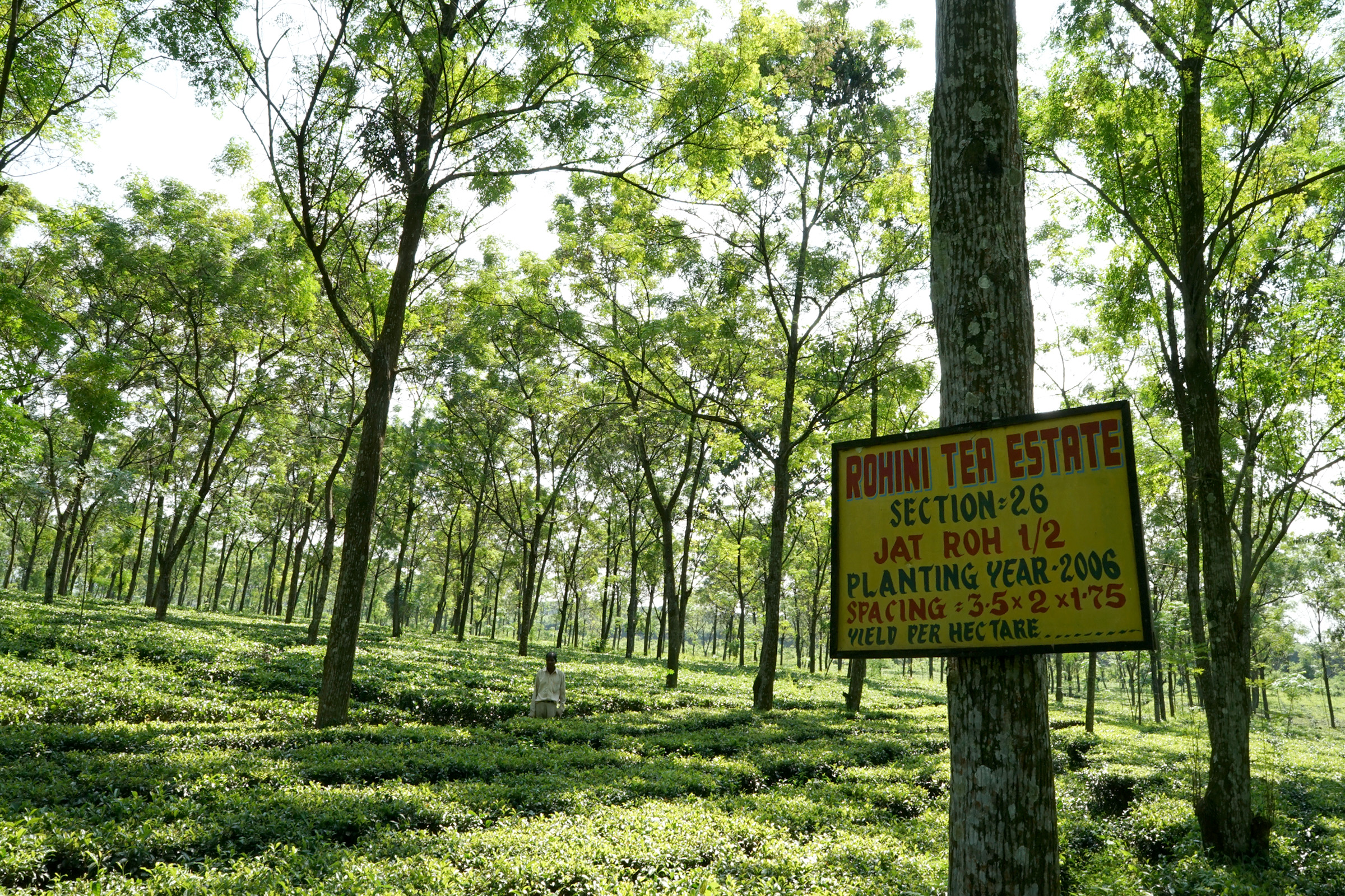 Uf-fu | 紅茶専門店 ウーフ